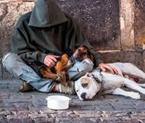 Picture for category Our Animal Friends